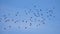 A flock of flying pigeons in the blue sky, slow motion, Tracking shot