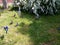 A flock of flying pigeons in different directions on a background of green grass