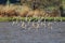 Flock flying sandpiper