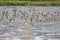 Flock flying sandpiper