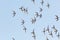 Flock flying sandpiper