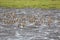 Flock flying sandpiper