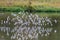 Flock flying sandpiper