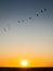 Flock of flying seabirds over sea horizon at sunset