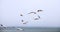 A flock of flying seagulls against a pale blue sky on Drakes Beach, Point Reyes National Seashore