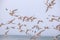 A flock of flying seagulls against a pale blue sky on Drakes Beach, Point Reyes National Seashore