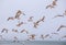 A flock of flying seagulls against a pale blue sky on Drakes Beach, Point Reyes National Seashore