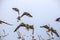 A flock of flying seagulls against a pale blue sky on Drakes Beach, Point Reyes National Seashore