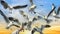 flock of flying seagulls bird rush to human hand holding food with background of drametic sunset sky