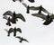 Flock of flying speed racing pigeon bird against white sky