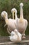 Flock of four white pelicans