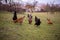 Flock of free-range chickens foraging on grasses on a farm