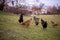 Flock of free-range chickens foraging on grasses on a farm