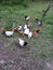 Flock of free range chickens grazing