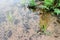 Flock of frog tadpoles near surface of water