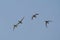 Flock of gadwall ducks soaring through the sky in formation