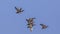 Flock of Gadwall in Flight