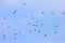 Flock of Galapagos Blue Footed Blue-Footed Boobies flying over ocean water hunting fish in Saudi Arabia jeddah.