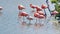 Flock of Galapagos flamingos in a salt lake