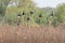 A flock of Garganey duck in fast, rising flight.