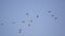 A Flock of Garganey in Flight