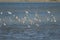 Flock of garganey and northern shovelers in flight.