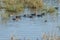 Flock of garganey Spatula querquedula in a lagoon.