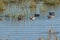 Flock of garganey Spatula querquedula in a lagoon.