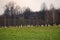 A flock of geese Anser albifrons on the meadow, bird watching