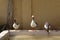 A flock of Geese around water basin in Abouel oyoun mosque and house backyard in Assiut