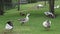 Flock of Geese, Birds, Animals, Nature, Wildlife