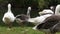 Flock of Geese, Birds, Animals, Nature, Wildlife