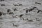 Flock of Geese on Choppy Water