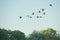 Flock of geese or ducks migrating and flying in formation together against blue sky with copyspace. A united group of