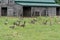 Flock of Geese on the Farm