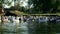 Flock of geese floating in water pond in bird farm. Water bird in livestock farm