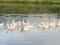 A flock of geese floats in a rustic pond