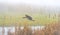 Flock of geese flying in a misty sky over wetland in bright foggy sunlight in winter