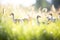 flock of geese foraging in sunlit meadow