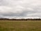 flock of geese in gray overcast autumn sky migrating flying over