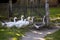 A flock of geese on a green background by a wooden fence