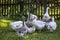 A flock of geese on a green background by a wooden fence