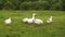 Flock geese h eating grass on green pasture on livestock farm. White goose grazing on rural field in bird farm. Breeding