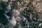 A flock of geese looks at the camera and poses. A family of beautiful grey Perigord geese with an orange beak. Portrait of a goose