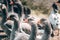 A flock of geese looks at the camera and poses. A family of beautiful grey Perigord geese with an orange beak. Portrait of a goose