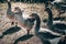 A flock of geese looks at the camera and poses. A family of beautiful grey Perigord geese with an orange beak. Portrait of a goose