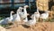 flock of geese in the poultry farm