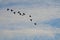 Flock of Geese Silhouetted Against a Cloudy Sky