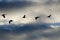 Flock of Geese Silhouetted in the Cloudy Sky