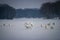 Flock of geese on a snowy meadow
